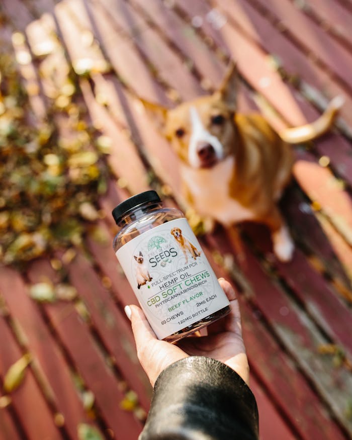 Hand holds bottle of CBD soft chews, with blurred dog on a rustic deck, North Little Rock.